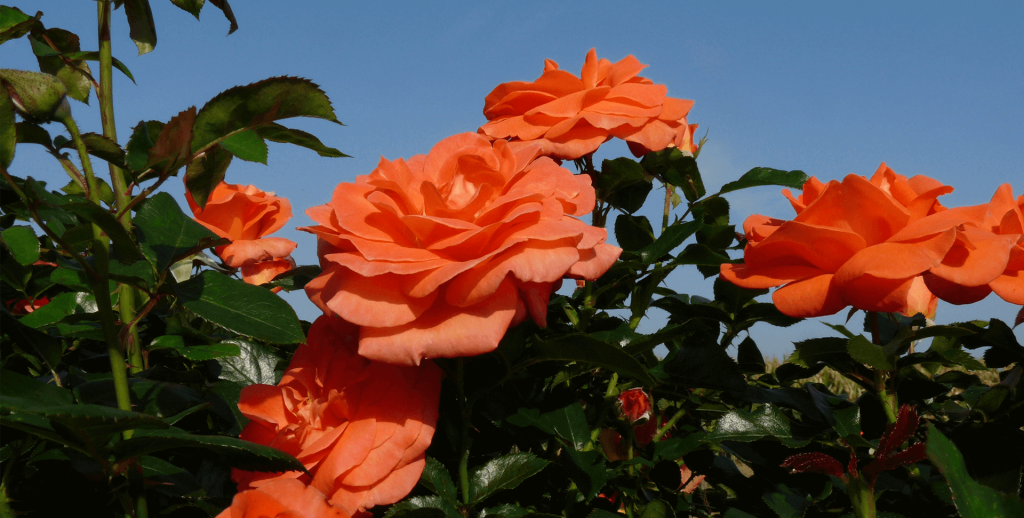 Wat is nu de beste manier om rozen in uw tuin te planten?