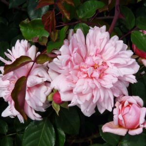 Rambler Roses - Rosarium Lottum