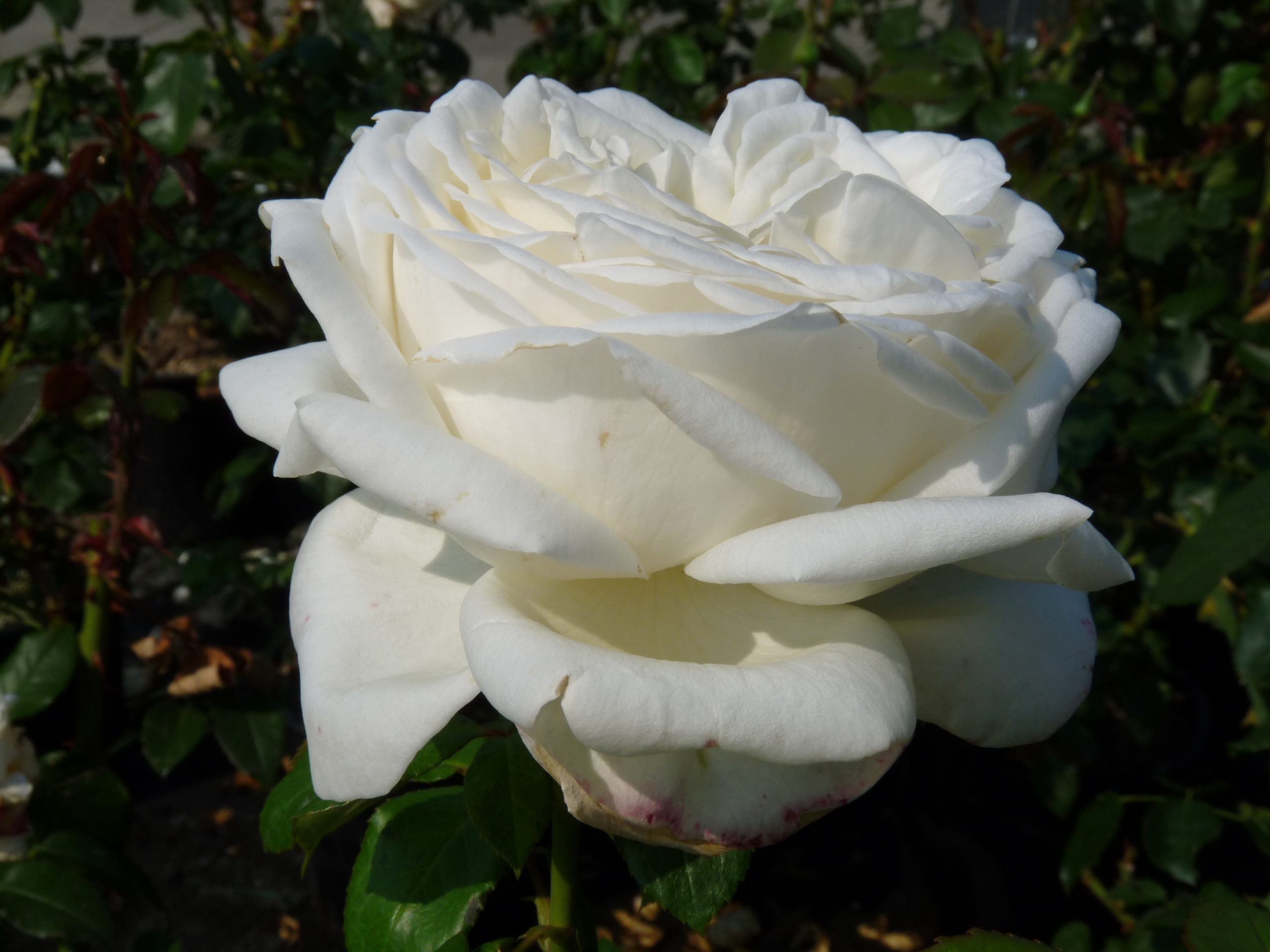 Pierre Arditi | grootbloemige rozen | Rosarium Lottum