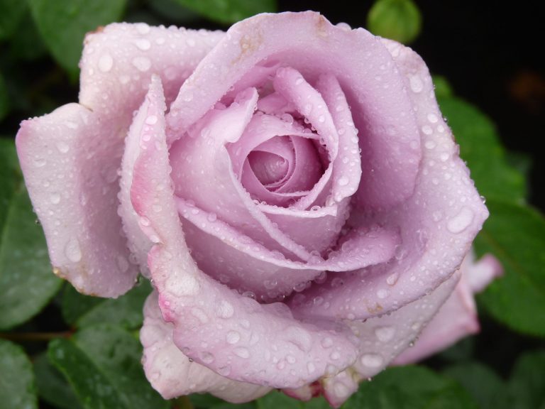 Renaissance rozen