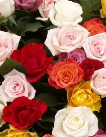 Speciale aanbieding rozen