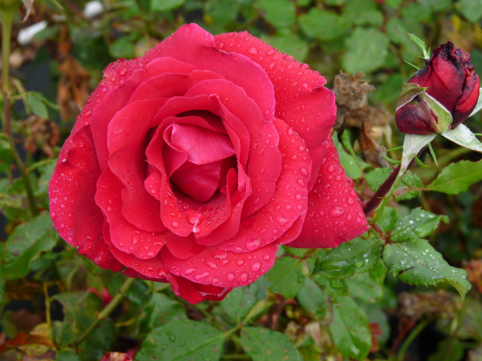 Victor Hugo, Large Flowered Rose | Rosarium Lottum