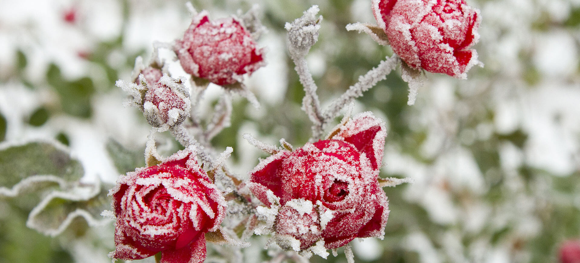 Winterbescherming van rozen