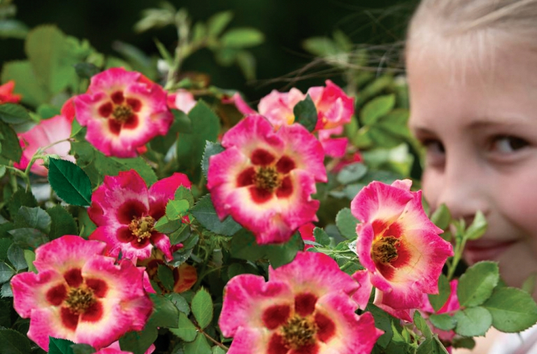 Er is een nieuwe, spectaculaire tuinroos: Rosa ‘Babylon Eyes’. Deze compacte, enkelbloemige struikroos kenmerkt zich door een rijke bloei én een opvallend ‘oog’ in een contrasterende kleur.