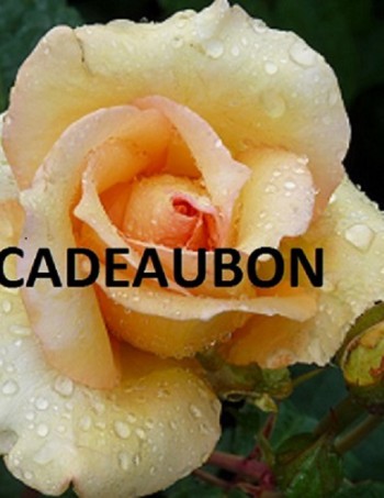 Cadeaubon rozen
