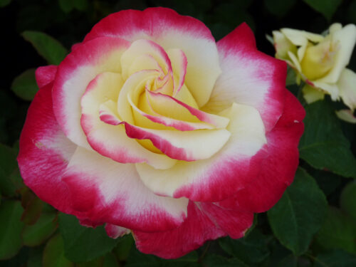 Large Flowered Rose Rosarium Lottum, Double Delight Roses Nz