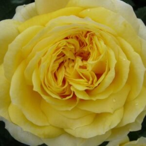 Fleur Romantica Roses