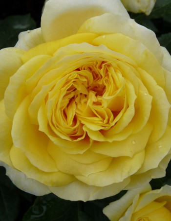 Fleur Romantica rozen