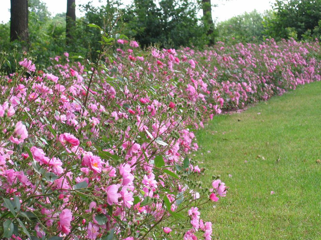Iedere twee jaar is het centrum van Lottum tijdens het Rozenfestival uitbundig versierd met rozen.