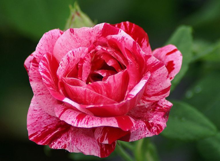 Historische rozen