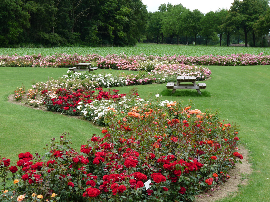 Stuur ons de allermooiste foto van uw rozentuin en maak kans op een cadeaubon van Rosarium Lottum ter waarde van euro 50,-