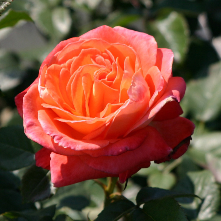 koningin-der-rosen_-grootbloemige-roos_81_0.jpg