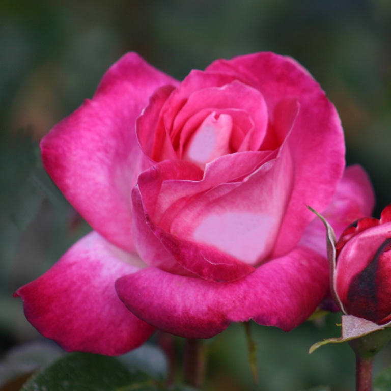 rose-gaujard_-grootbloemige-roos_63_0.jpg