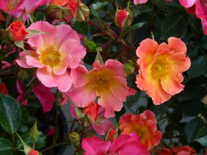 Dit vrolijk roosje doet zijn naam echt eer aan. Het is een zeer rijk bloeiende roos in een mooie kleurencombinatie van oranje-geel naar roze verkleurend in de bloei.