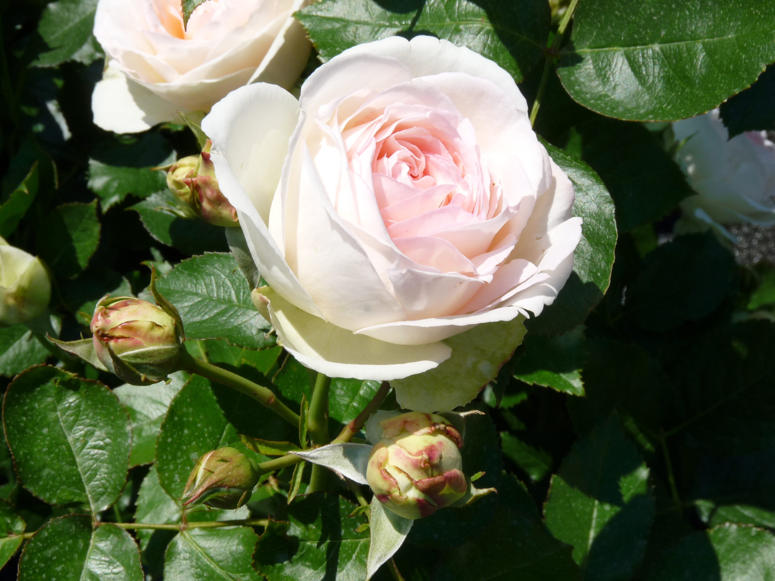 White Eden Rose, Stammrose 90-100 cm | Rosarium Lottum