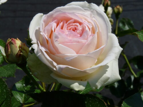 white Eden Rose