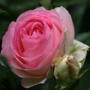 Eden Rose | Stamrozen | Rosarium Lottum