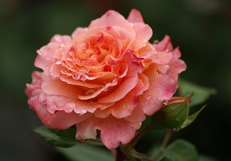 Augusta Louise | Grootbloemige Rozen ( Nostalgie roos ) | Rosarium Lottum