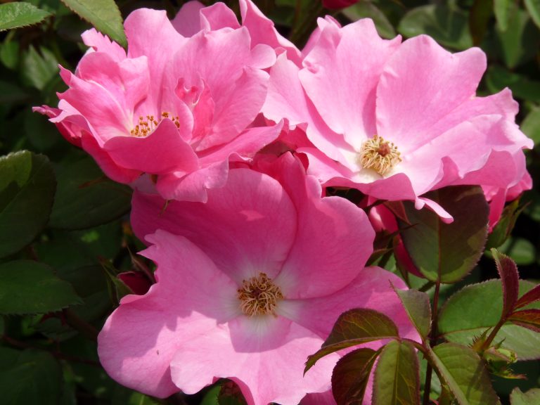 Betty Prior | Trosrozen | Rosarium Lottum