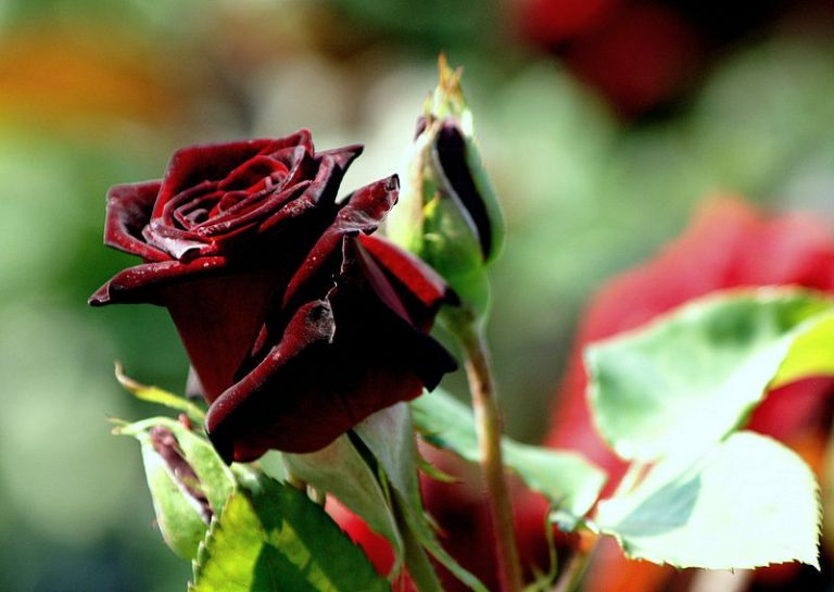 Black Baccara | Grootbloemige Rozen | Rosarium Lottum