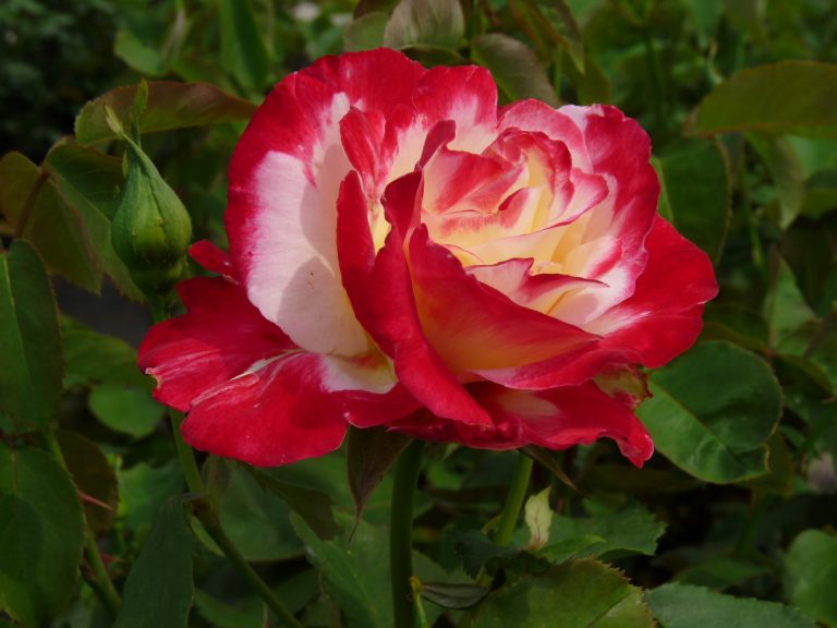 Double Delight | Grootbloemige Rozen | Rosarium Lottum