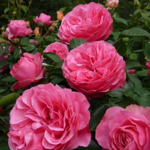 Leonardo da Vinci | Trosrozen ( Fleur Romantica ) | Rosarium Lottum