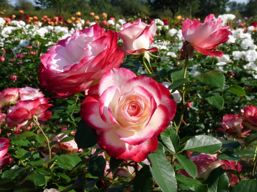 This year we have again put together a beautiful collection for you, with many fragrant varieties of roses and stem roses. Be surprised by our beautiful assortment of roses.