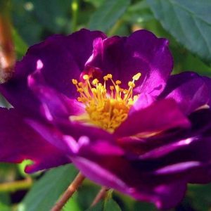 Veilchenblau | Ramblerrozen | Rosarium Lottum