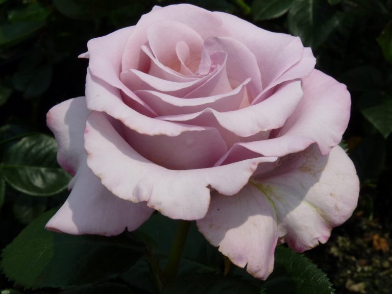 Blue Girl | Grootbloemige Rozen     | Rosarium Lottum