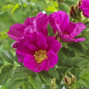 Rugosa Rubra | Historische rozen | Rosarium Lottum