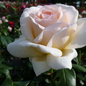 Anastasia | Grootbloemige rozen | Rosarium Lottum