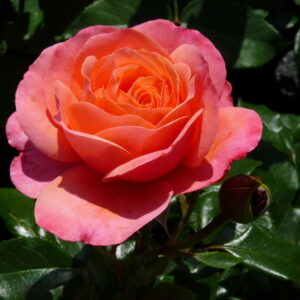 Coral Lions-Rose | Trosrozen | Rosarium Lottum