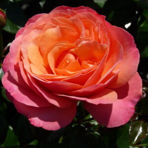 Coral Lions-Rose | Trosrozen | Rosarium Lottum