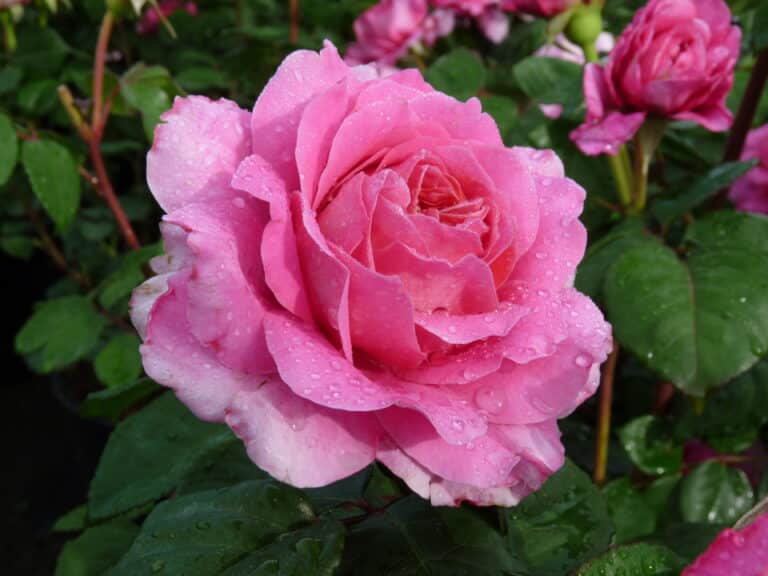 Grootbloemige rozen
