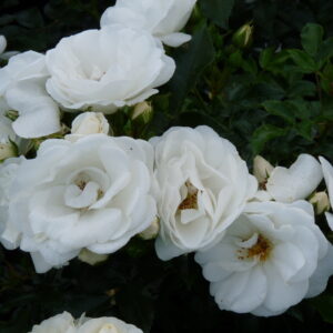 Innocencia | Trosrozen ( Kordes Rigo Rose )     | Rosarium Lottum