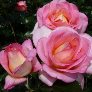 Parfum de Nantes | Grootbloemige rozen | Rosarium Lottum