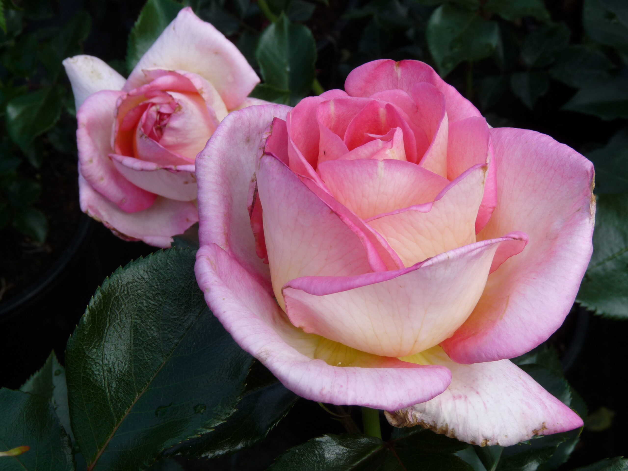 Parfum de Nantes | Grootbloemige rozen | Rosarium Lottum