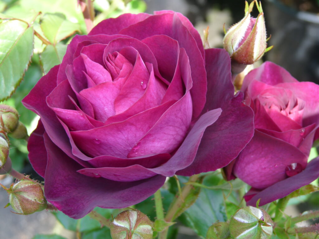 Purple Breeze, Shrub Rose | Rosarium Lottum