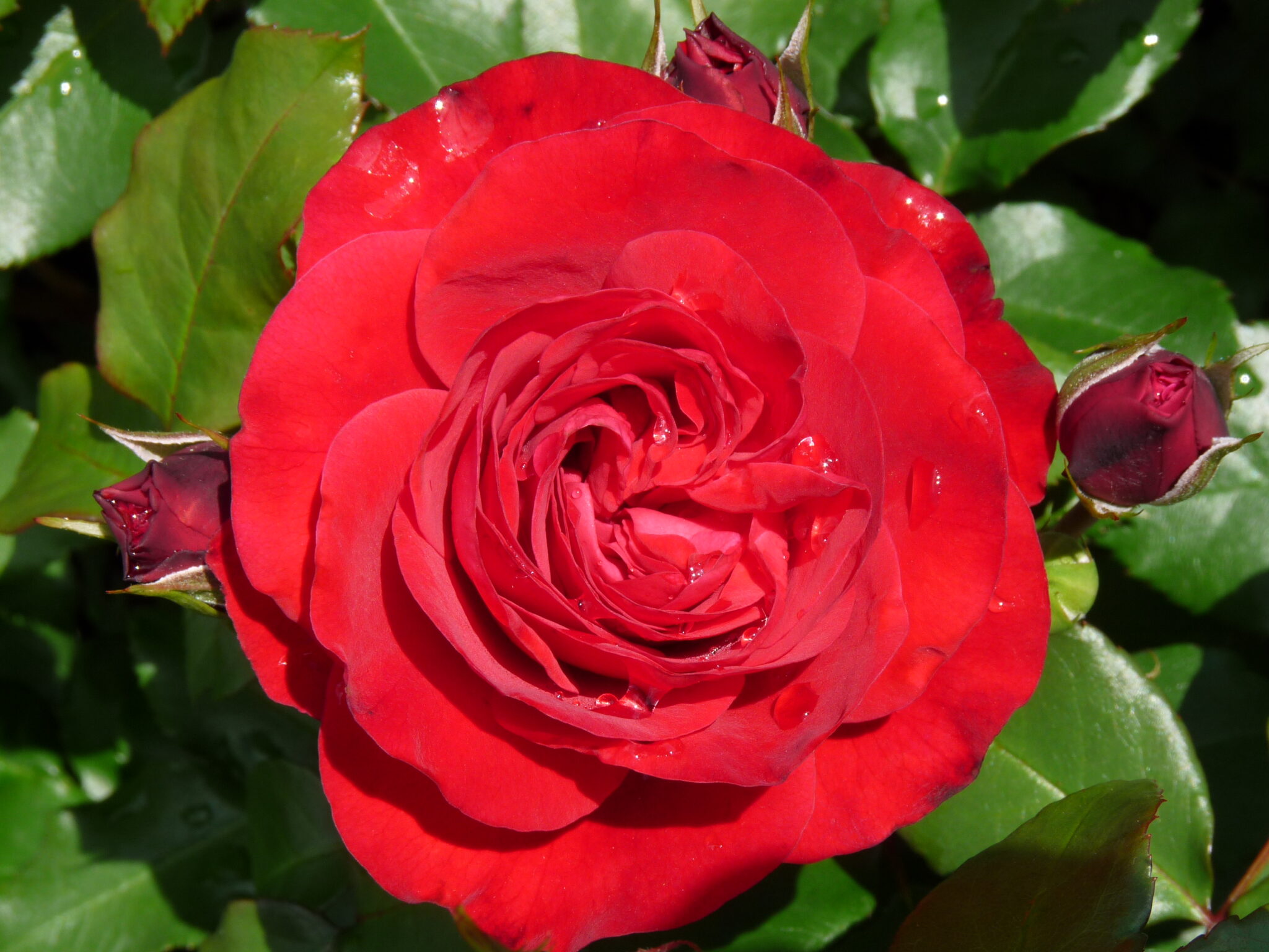 Tiamo Large Flowered Rose Rosarium Lottum