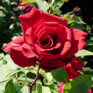 Erotika-Grootbloemige roos