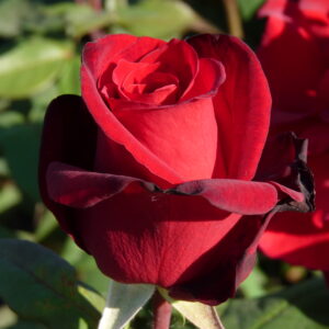 Erotika-Grootbloemige roos-Rosarium Lottum