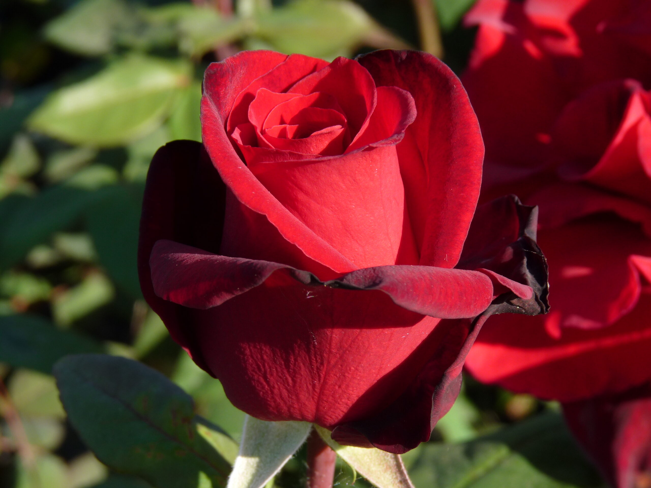 Erotika-Grootbloemige roos-Rosarium Lottum