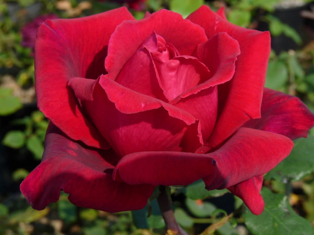 Climbing Etoile de Hollande, Climbing Rose | Rosarium Lottum