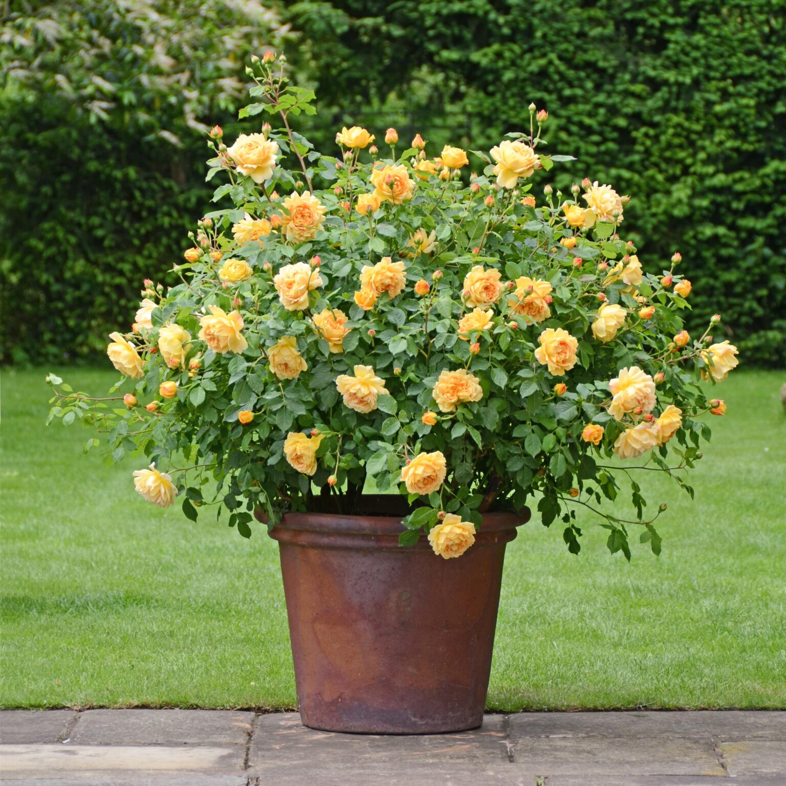 David Austin® English Roses Rosarium Lottum