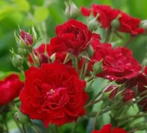 crimson-siluetta_00_400x400