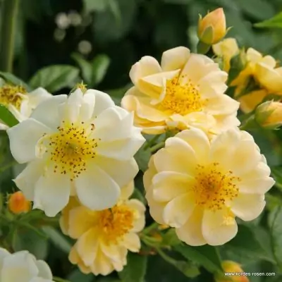 sunny-siluetta_00_400x400