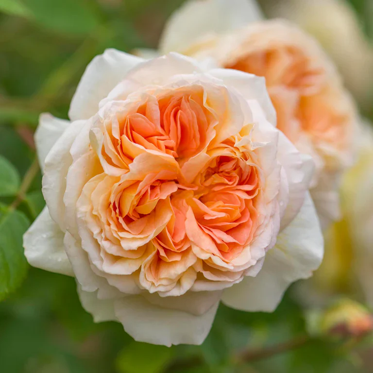 Klimroos_Bathsheba Rosarium lottum